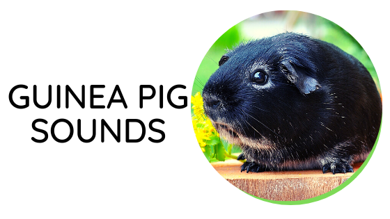 specific behavior of the guinea pig
